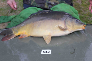 Stocked November 2013