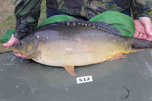 Stocked November 2013