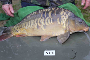 Stocked November 2013