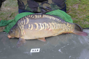 Stocked November 2013