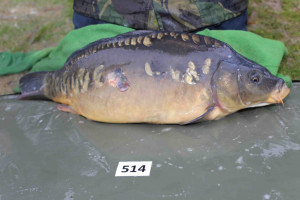 Stocked November 2013