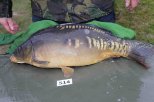 Stocked November 2013