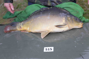 Stocked November 2013