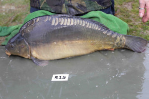 Stocked November 2013