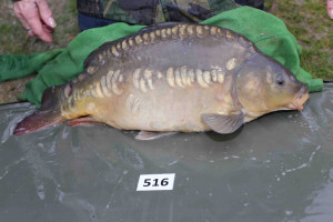 Stocked November 2013