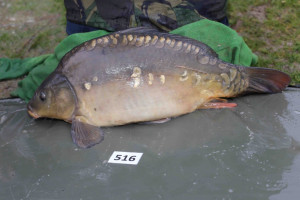 Stocked November 2013