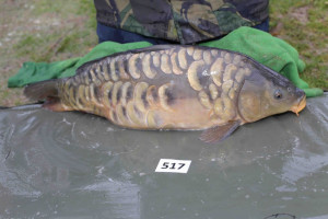 Stocked November 2013