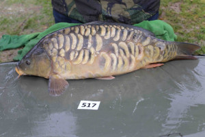 Stocked November 2013