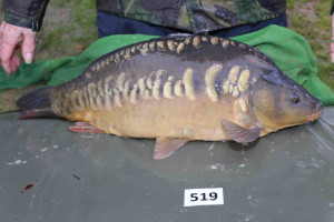 Stocked November 2013