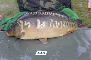 Stocked November 2013