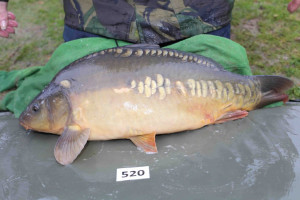 Stocked November 2013