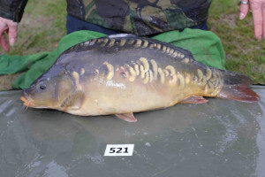 Stocked November 2013