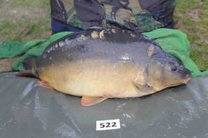 Stocked November 2013