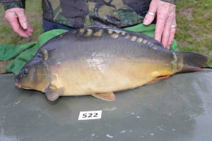 Stocked November 2013