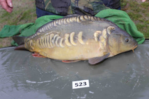 Stocked November 2013