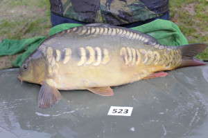 Stocked November 2013