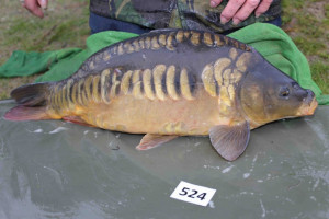 Stocked November 2013