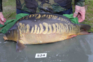 Stocked November 2013