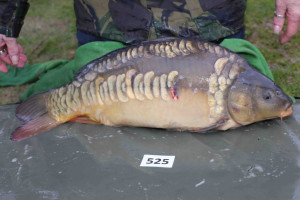 Stocked November 2013