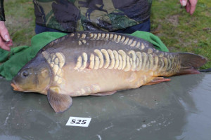 Stocked November 2013