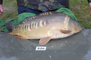 Stocked November 2013