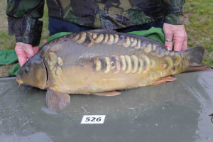 Stocked November 2013