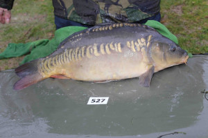 Stocked November 2013