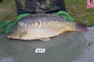 Stocked November 2013