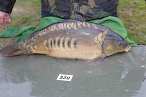 Stocked November 2013