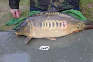 Stocked November 2013