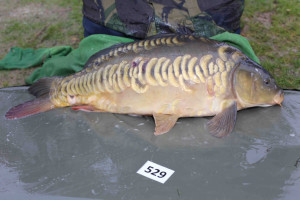 Stocked November 2013