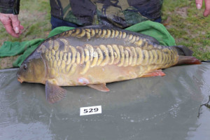 Stocked November 2013