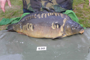 Stocked November 2013