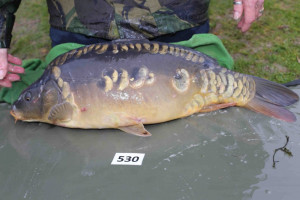 Stocked November 2013