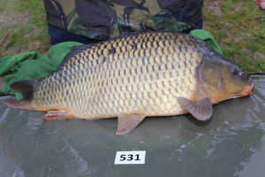 Stocked November 2013