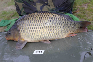 Stocked November 2013