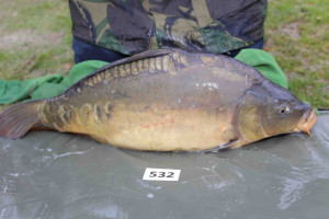 Stocked November 2013