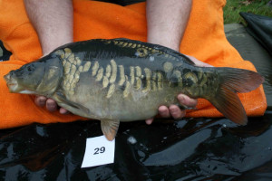 Stocked November 2011