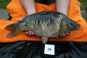 Stocked November 2011