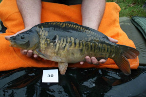 Stocked November 2011