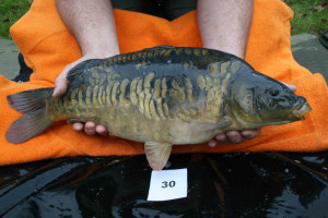 Stocked November 2011