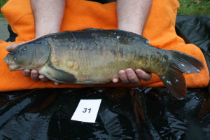 Stocked November 2011