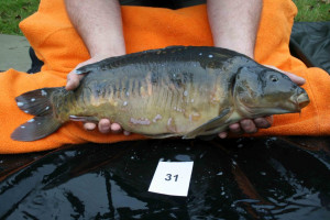 Stocked November 2011