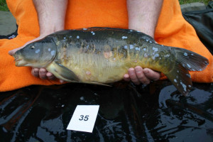 Stocked November 2011