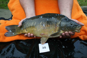 Stocked November 2011