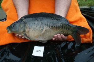 Stocked November 2011