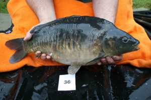 Stocked November 2011