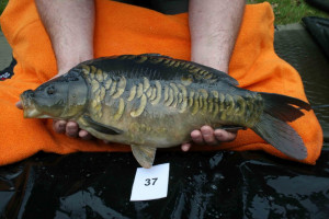 Stocked November 2011