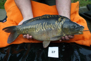 Stocked November 2011