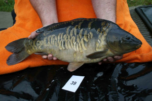 Stocked November 2011